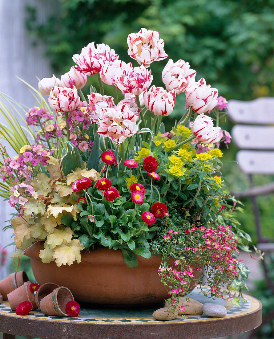 Tulipa 'Carneval de Nice' (tulips), Bellis (daisy)