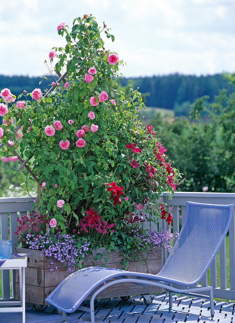 Rosa 'Gertrude Jekyll' (Englische Duftrose), Clematis