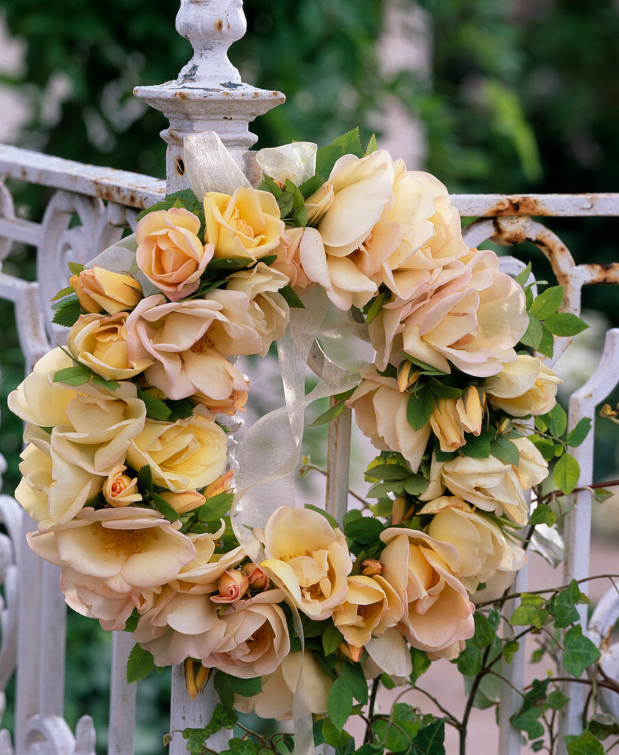 Kranz aus Rosa 'Frühlingsgold' (duftende Rose)