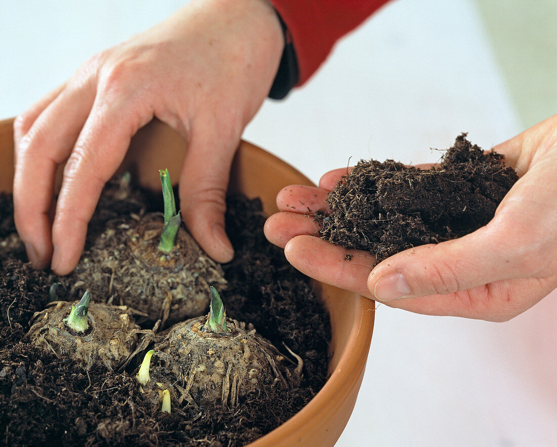 Zantedeschia aethiopica (Kalla), put tubers in pot in April