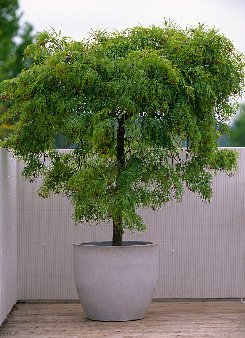 Acer palmatum 'Dissectum Viride' (grünblättriger, japanischer Schlitzahorn)