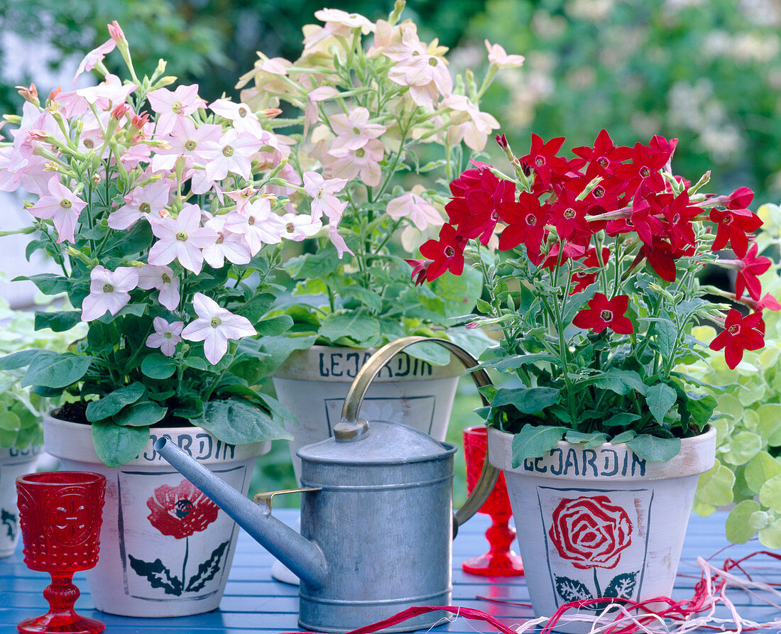 Nicotiana Tuxedo 'Peach', 'Red', 'Avalon Bright pink'