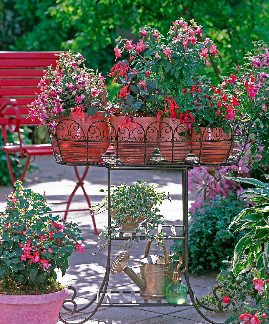 Fuchsia hybrids (various fuchsias)