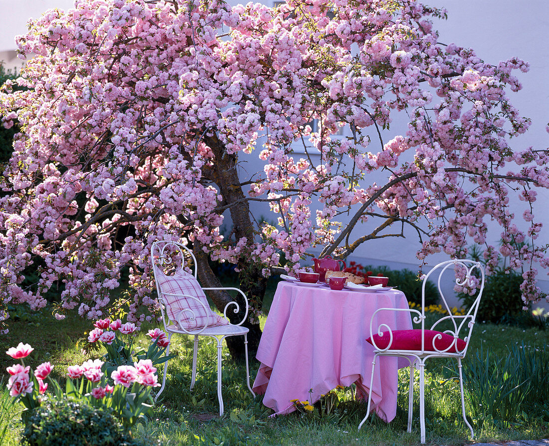 Prunus 'Kiku-Shidare-Zakura' (Japanese hanging cherry)