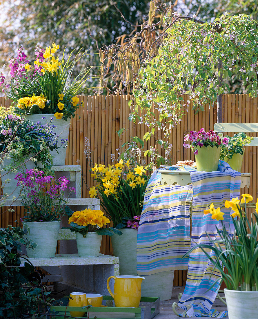 Prunus 'Pendula' (Hanging Cherry), Narcissus (Daffodils)