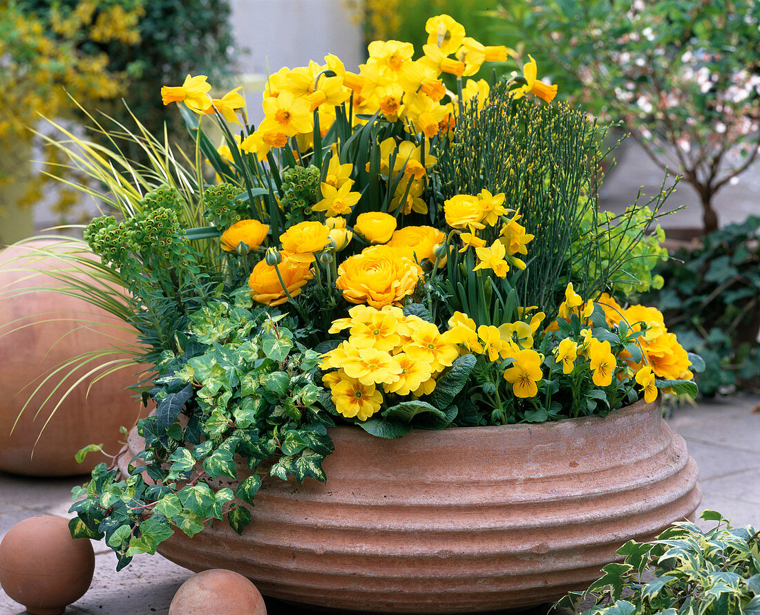 Narcissus 'Jetfire', 'Tete a Tete' (daffodils), Cytisus (broom)