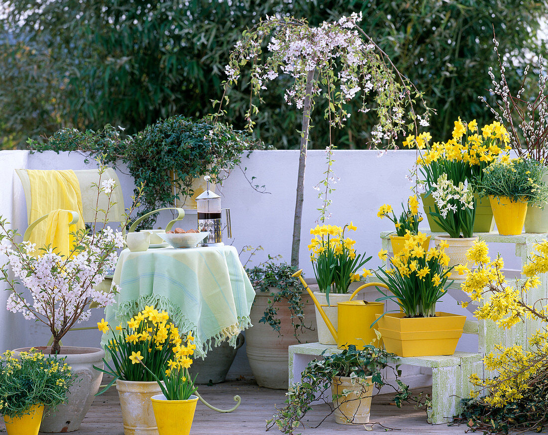 Prunus (Zierkirsche und Hängezierkirsche), Narcissus