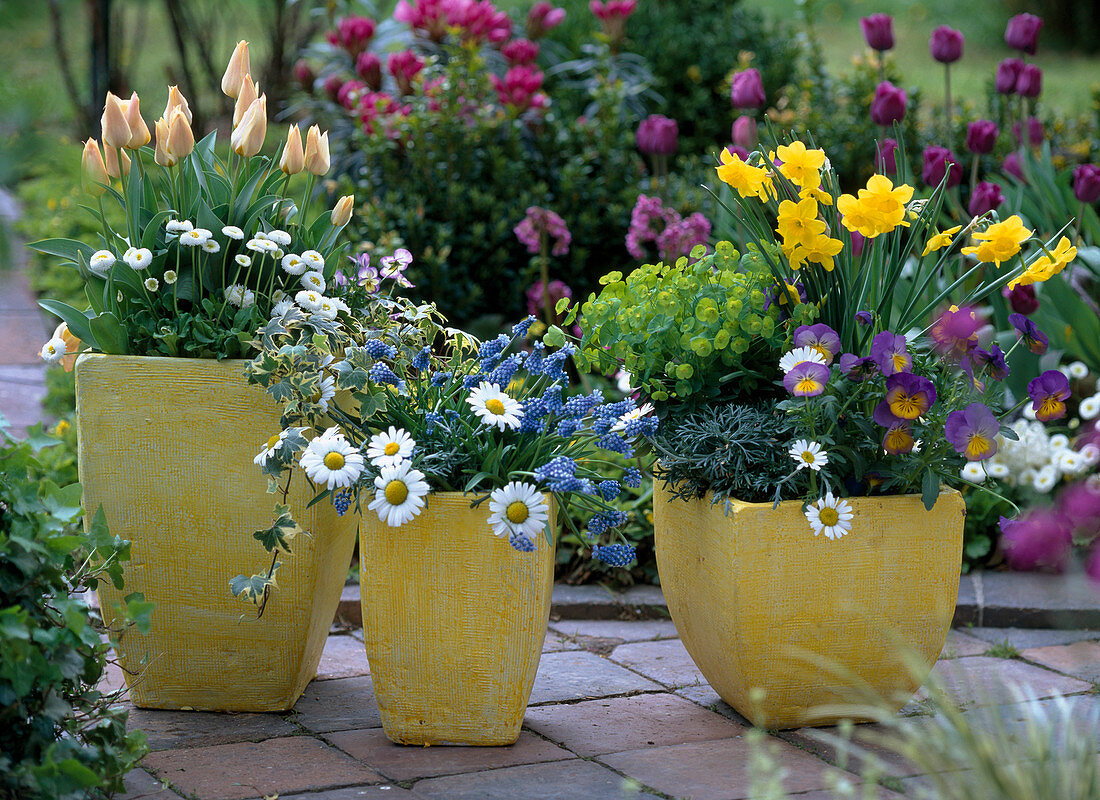 Narcissus (Daffodils), Tulipa (Tulips), Viola (Pansies)