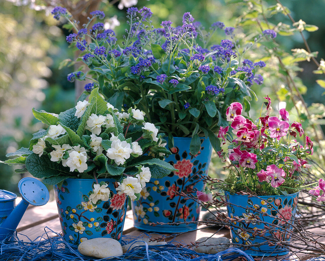 Primula 'Dawn Ansell' (double primrose), Myosotis 'Myomark' (forget-me-not)