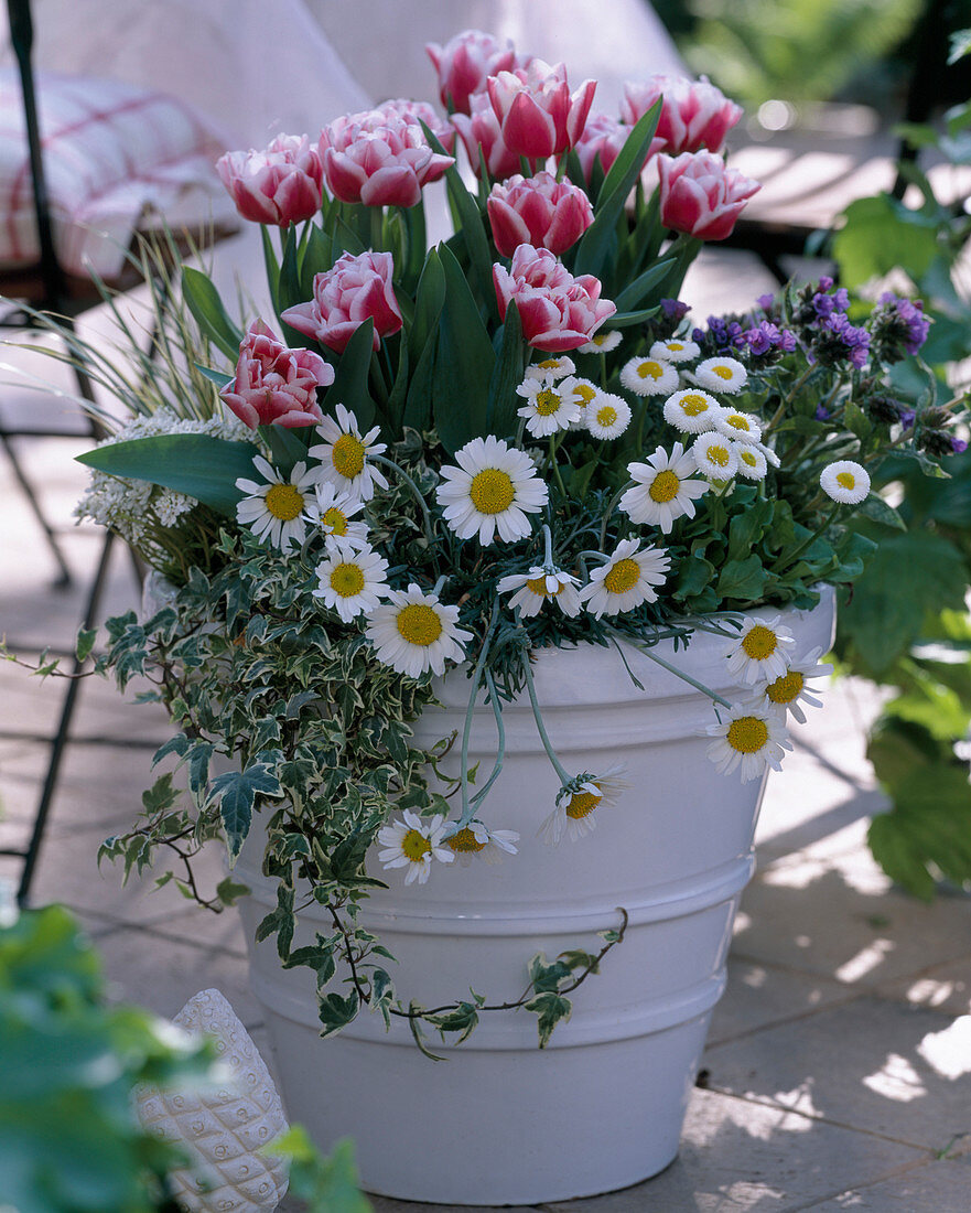 Tulipa 'Wirosa' (tulips), Leucanthemum hosmariense (daisy)