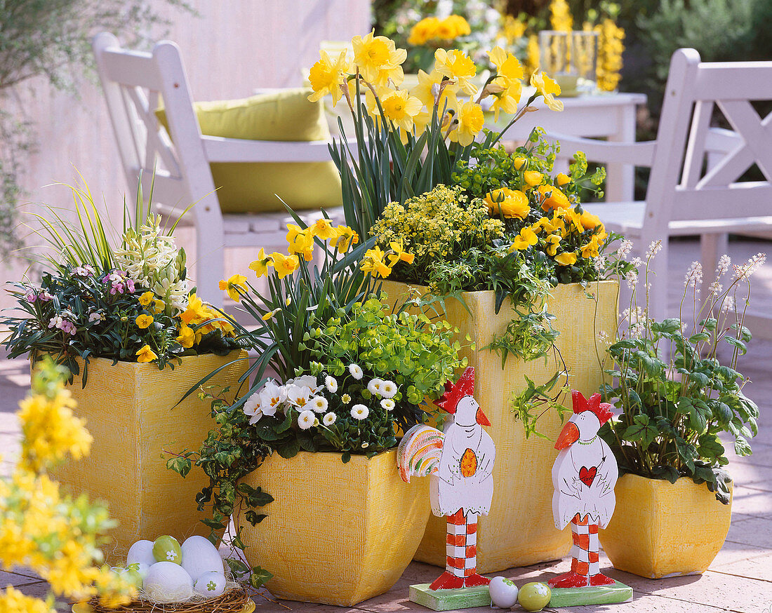 Erysimum 'Devon Sunset' und 'Zwerg' (Goldlack), Narcissus