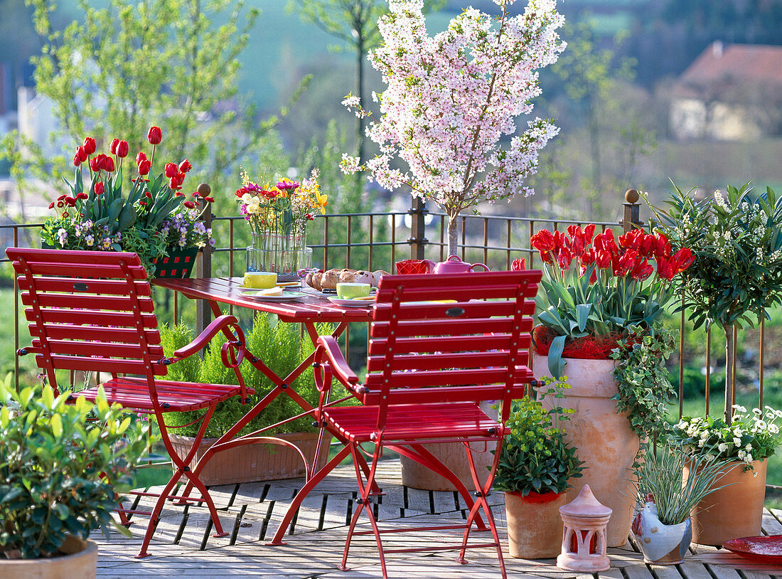 Prunus incisa (Japanese ornamental cherry), Tulipa 'Red Parrot'