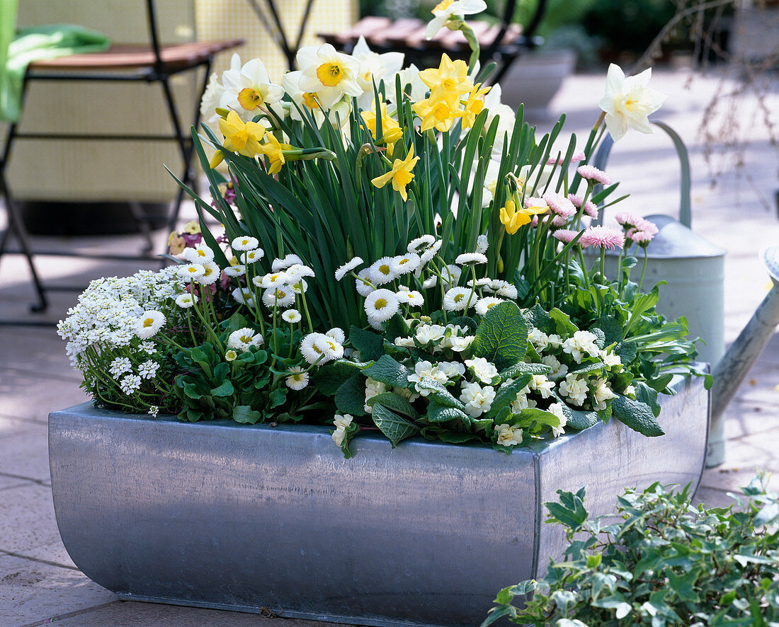 Narcissus (Narzissen), Iberis (Schleifenblume), Bellis