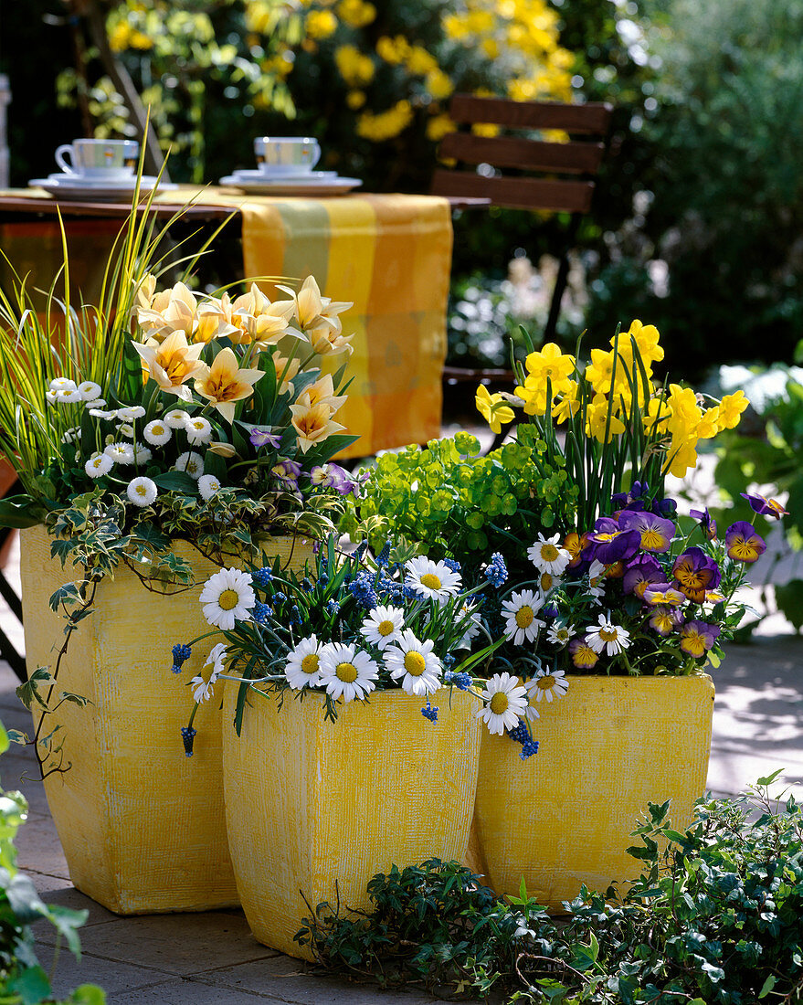 Tulipa 'Elise' (tulips), Narcissus' Trevithian' (daffodils)