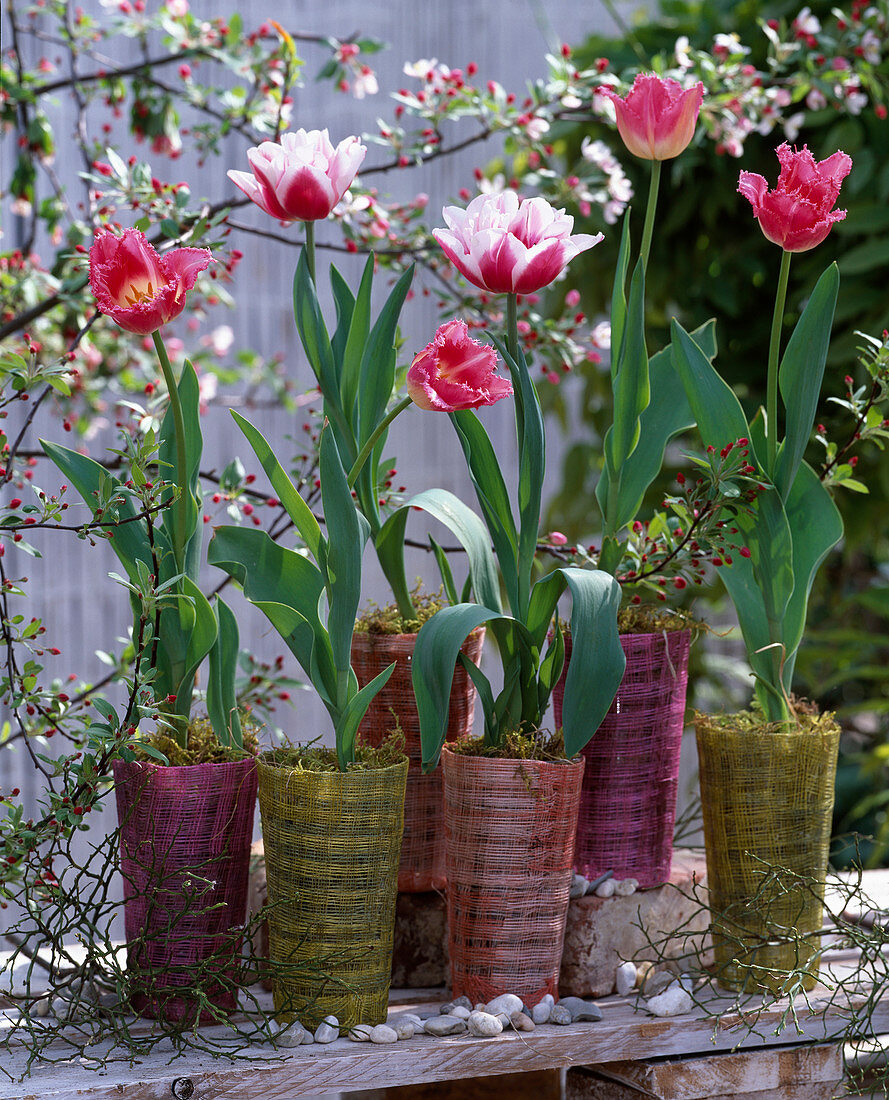 Tulipa 'Wirosa', ' Crispa' (Tulpen), Malus (Zierapfel), Vaccinium