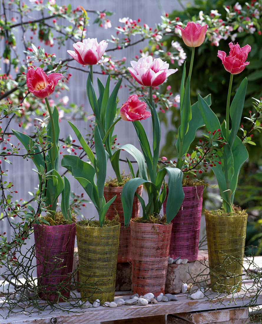 Tulipa 'Wirosa', ' Crispa' (tulips), Malus (ornamental apple), Vaccinium