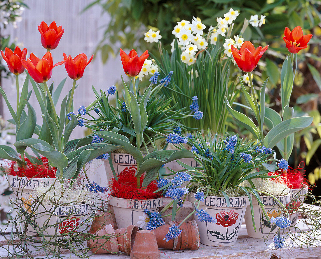 Tulipa 'Deschima' (Tulpen), Narcissus' Minnow' (Narzissen)