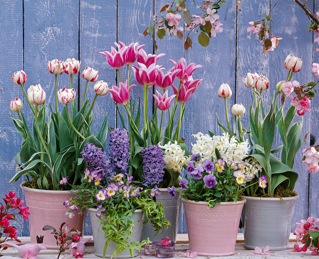 Tulipa 'Claudia', 'Carneval de Nice' / Tulpen, Hyacinthus