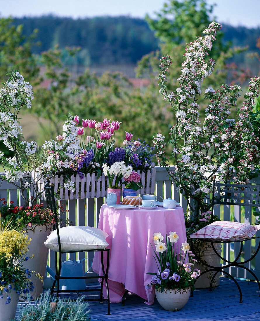 Malus / Zierapfelbäumchen, Kasten mit Tulipa / Tulpen, Hyacinthus