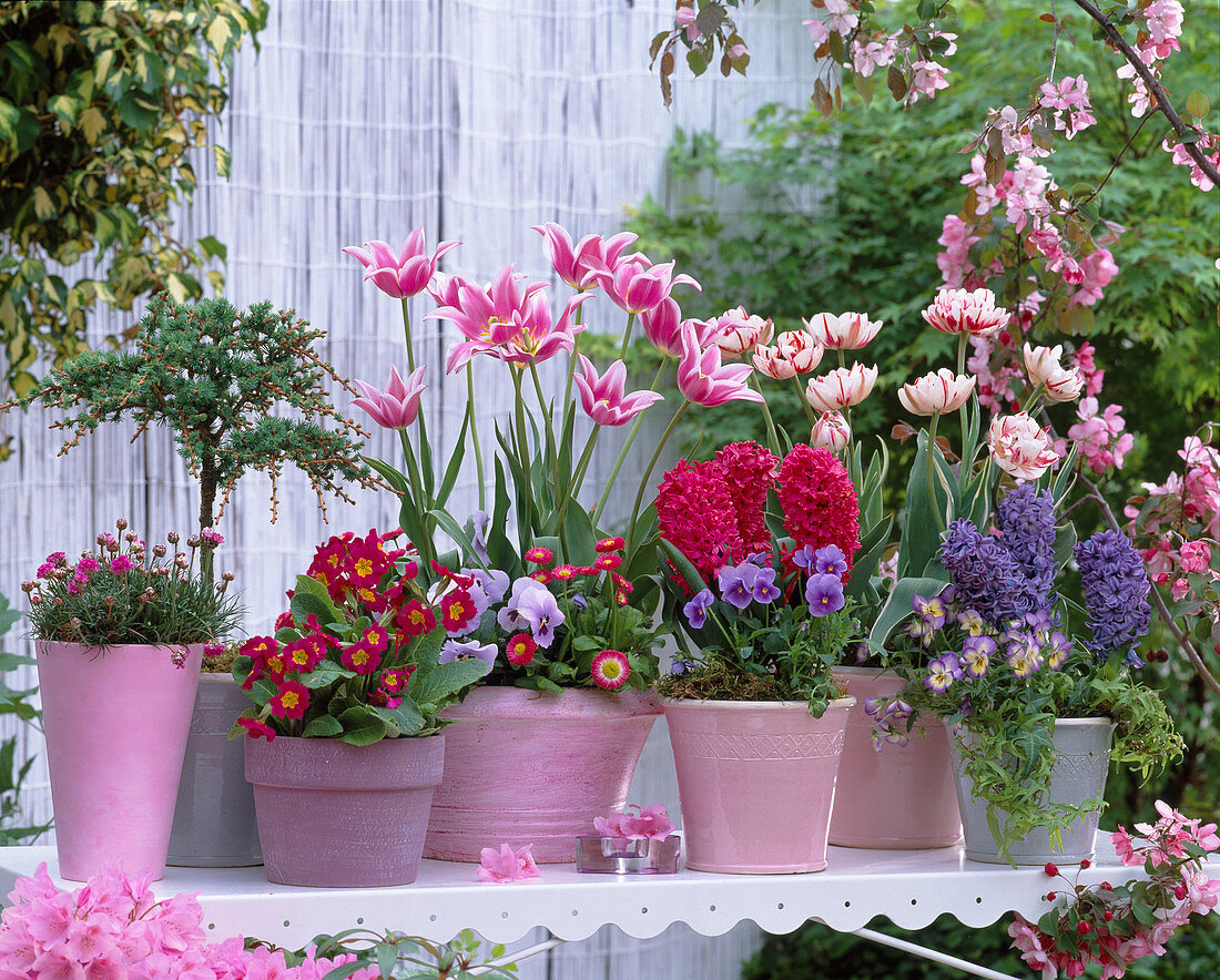 Tulipa 'Claudia', 'Carneval de Nice' / Tulpen, Hyacinthus