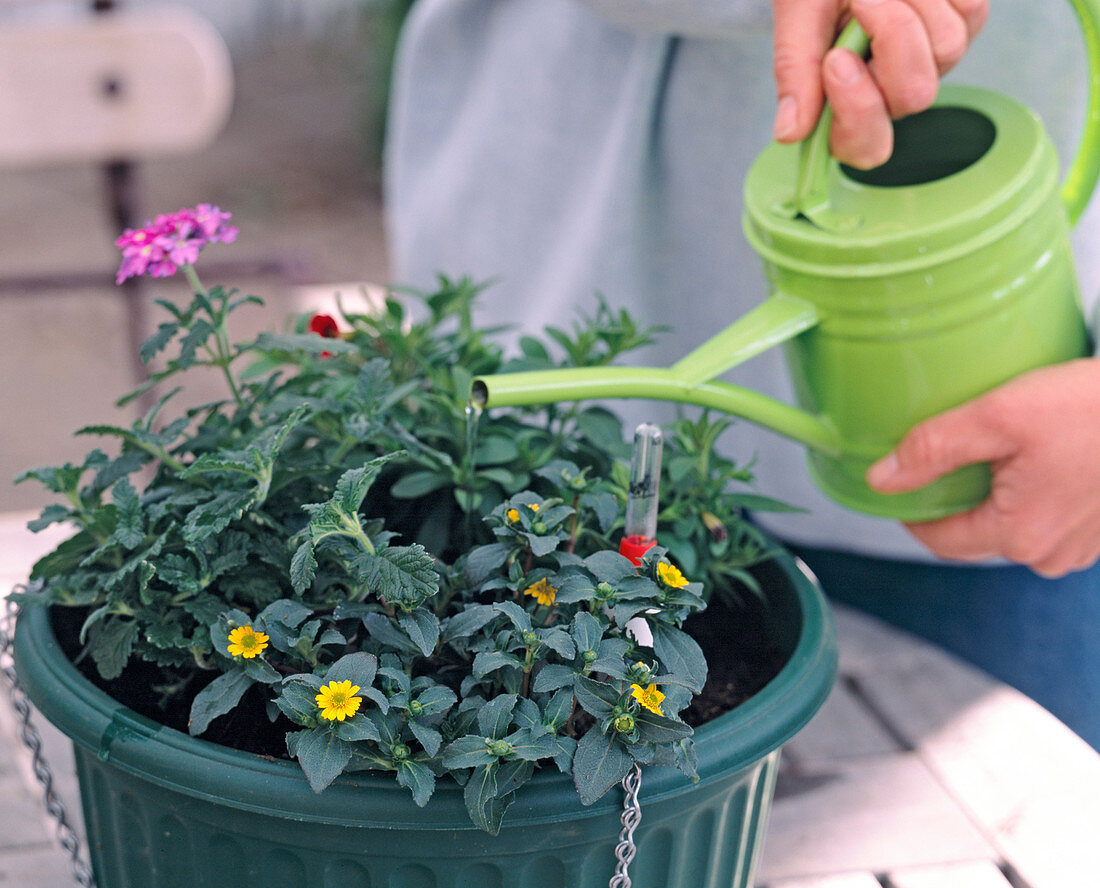 Planting a traffic light (4/5)