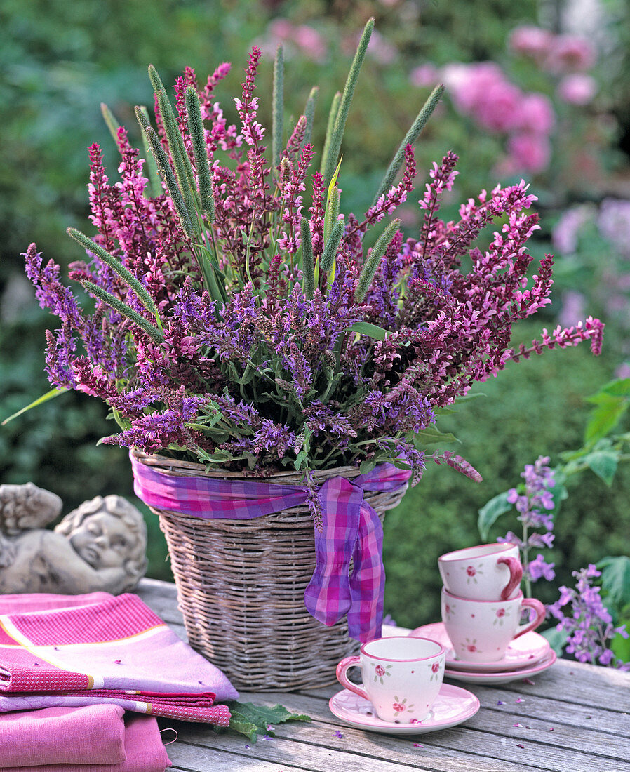 Salvia nemorosa (ornamental pink and blue sage), Alopecurus