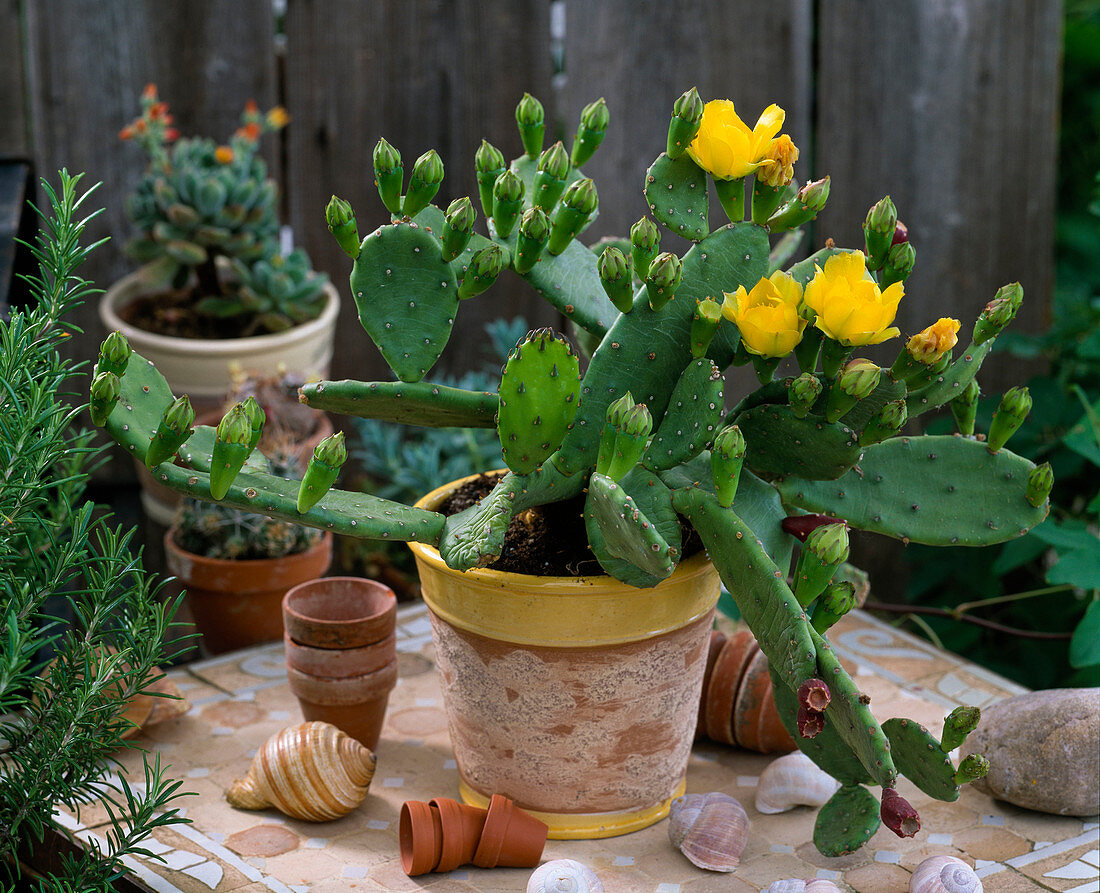 Opuntia decumbens (prickly pear) with buds, flowers