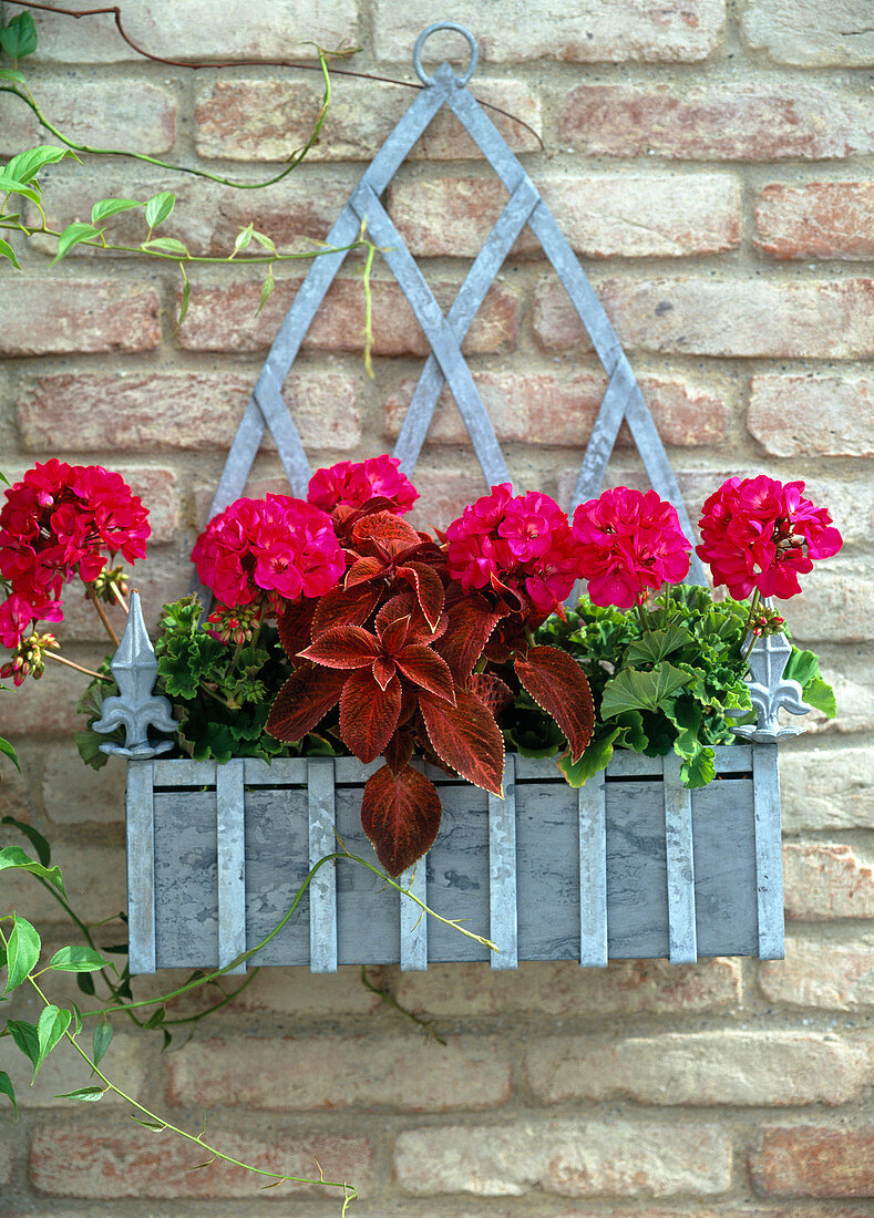 Pelargonium zonale 'Magic' (stehende Geranie), Coleus (Buntnessel)