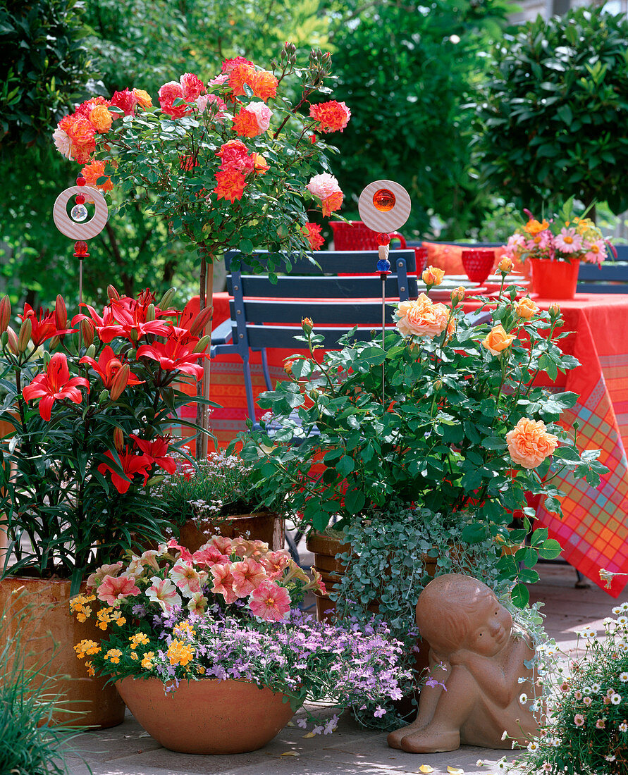 Rosa 'Baby Masquerade', 'Charles Austin' (Roses), Lilium (Asiatic Lily)