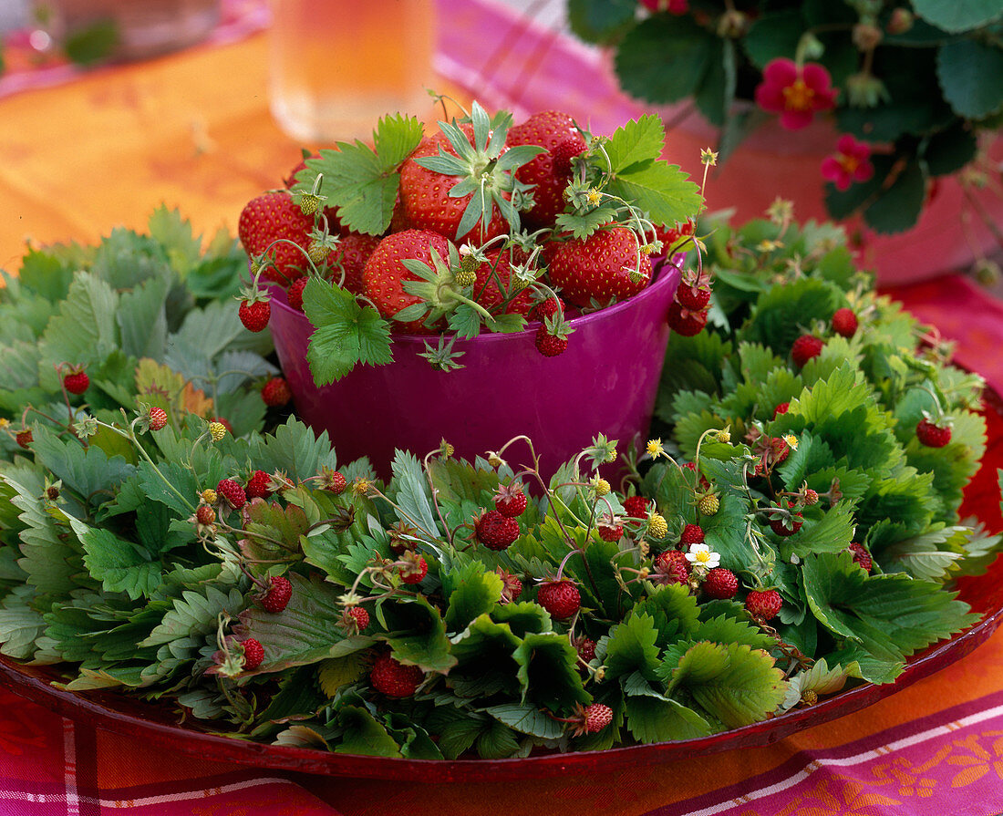 Fragaria (strawberries), wreath and cup with fruits