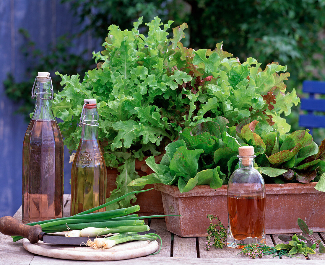 Salads in terracotta boxes, Allium (spring onions), vinegar, oil