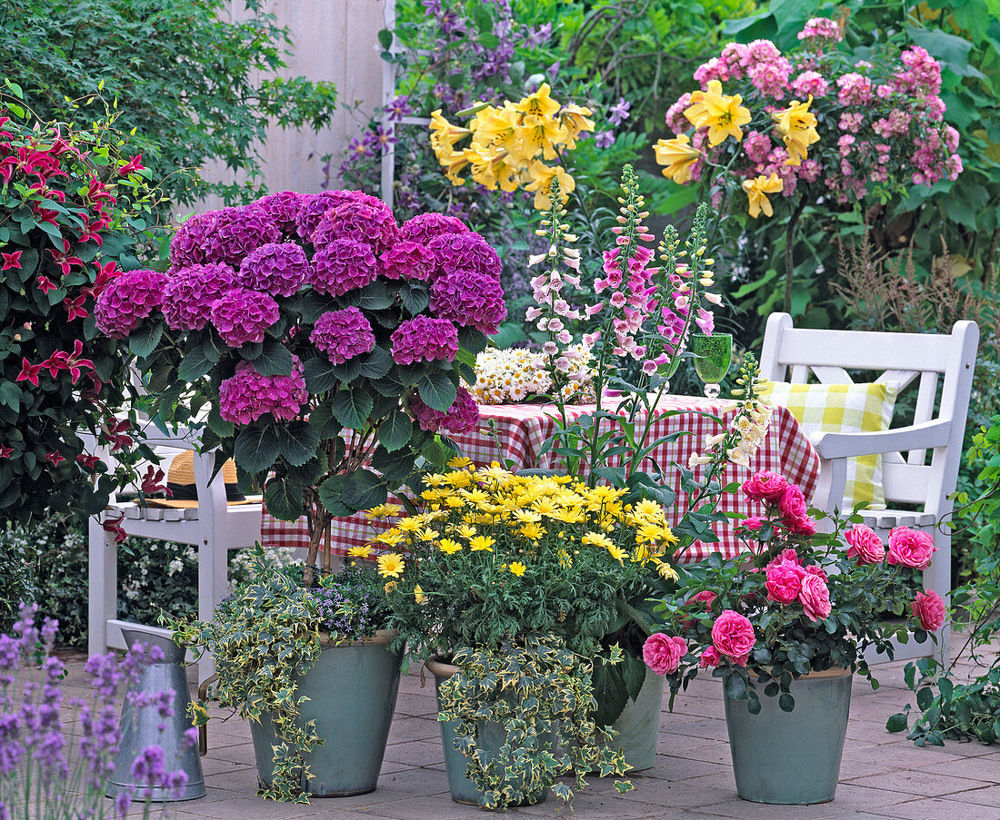 Hydrangea 'Compacta' (Hydrangea), Argyranthemum (Marguerite)