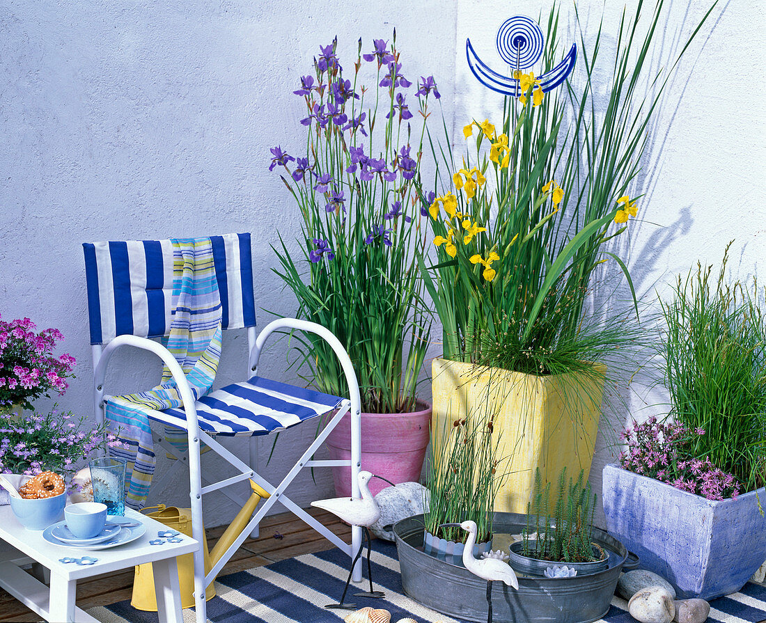 Iris pseudacorus and laevigata (marsh iris), Cyperus (Cyprus grass)