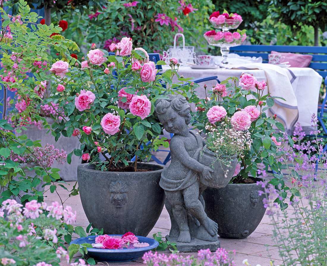 Rosa 'Gertrude Jekyll', 'Mary Rose'