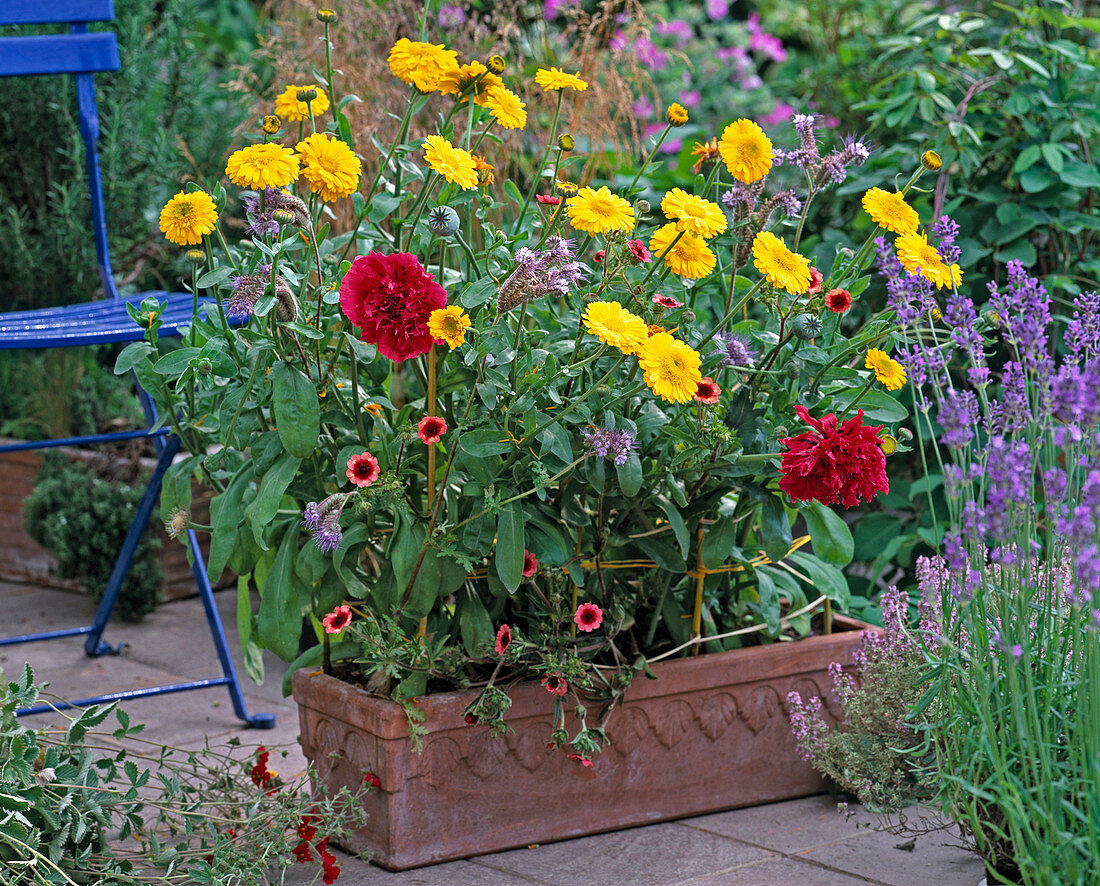 Calendula 'Kablouna Mix' (marigolds), Papaver somniferum