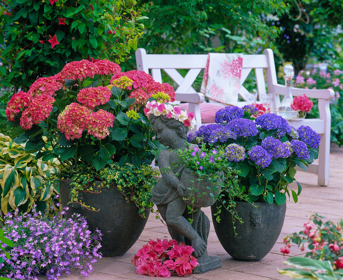 Hydrangea 'Paris', 'Adria' / Hortensien, Lobelia 'Lavender' / Männertreu