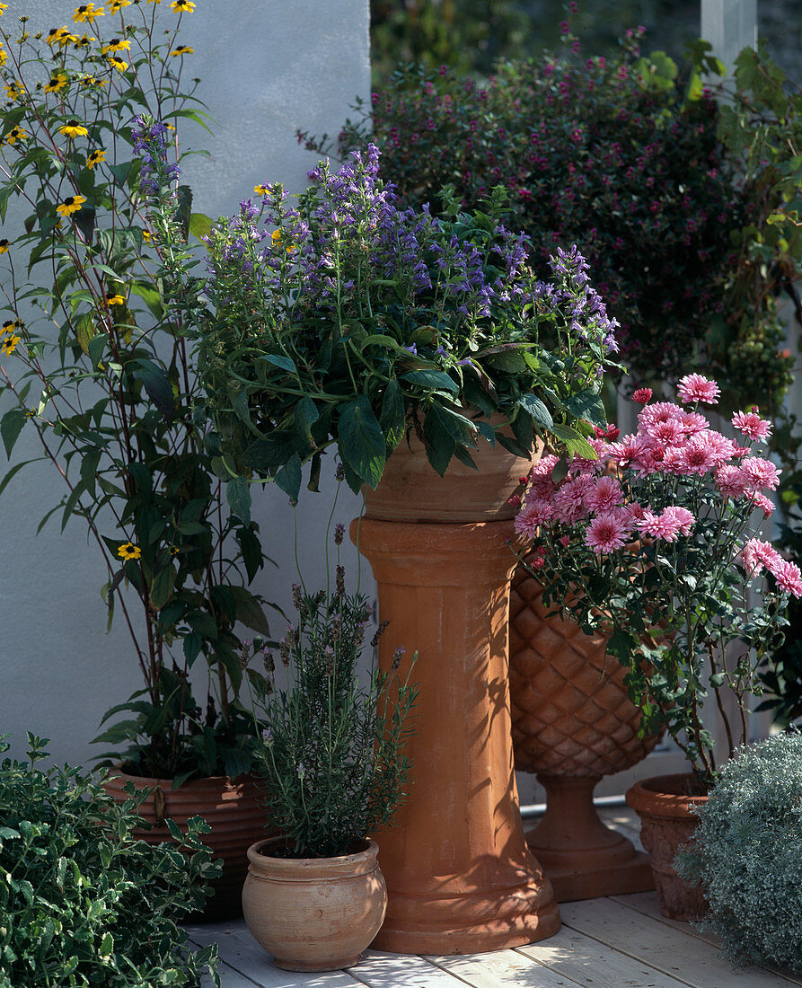 Lobelia syphilitica, dendranthema indicum, rudbeckia triloba