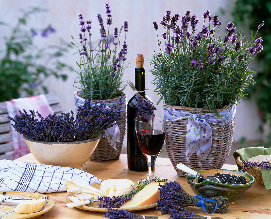 Lavandula 'Hidcote Blue' (Lavendel, Olea (Oliven), Wein, Brot
