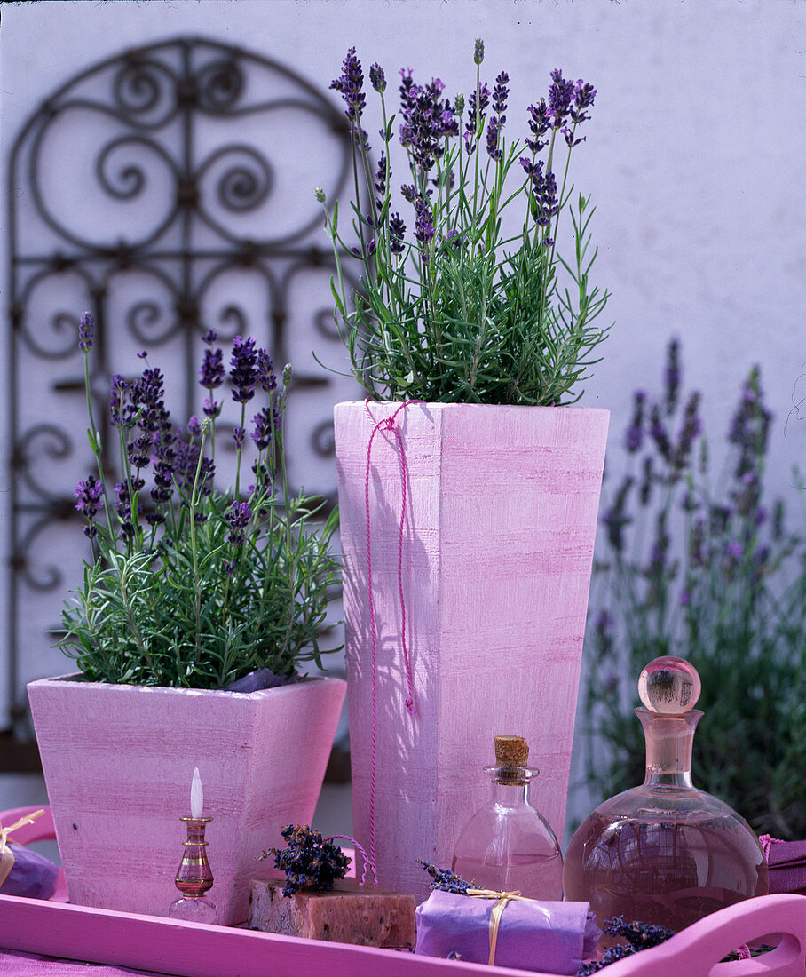 Lavandula 'Dwarf Blue' (lavender) in pink square pots, soaps