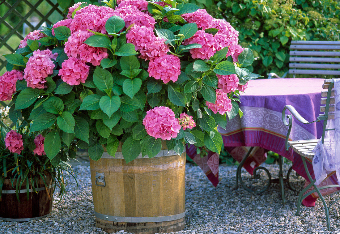 Hydrangea 'Heidelberg' (Hydrangea solitaire in a wooden tub)