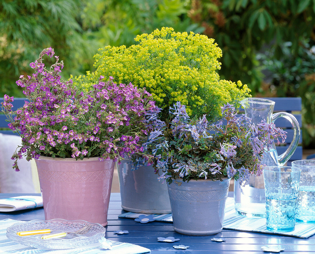 Chaenorhinum / Zwerglöwenmäulchen, Corydalis 'Purple Leaved'