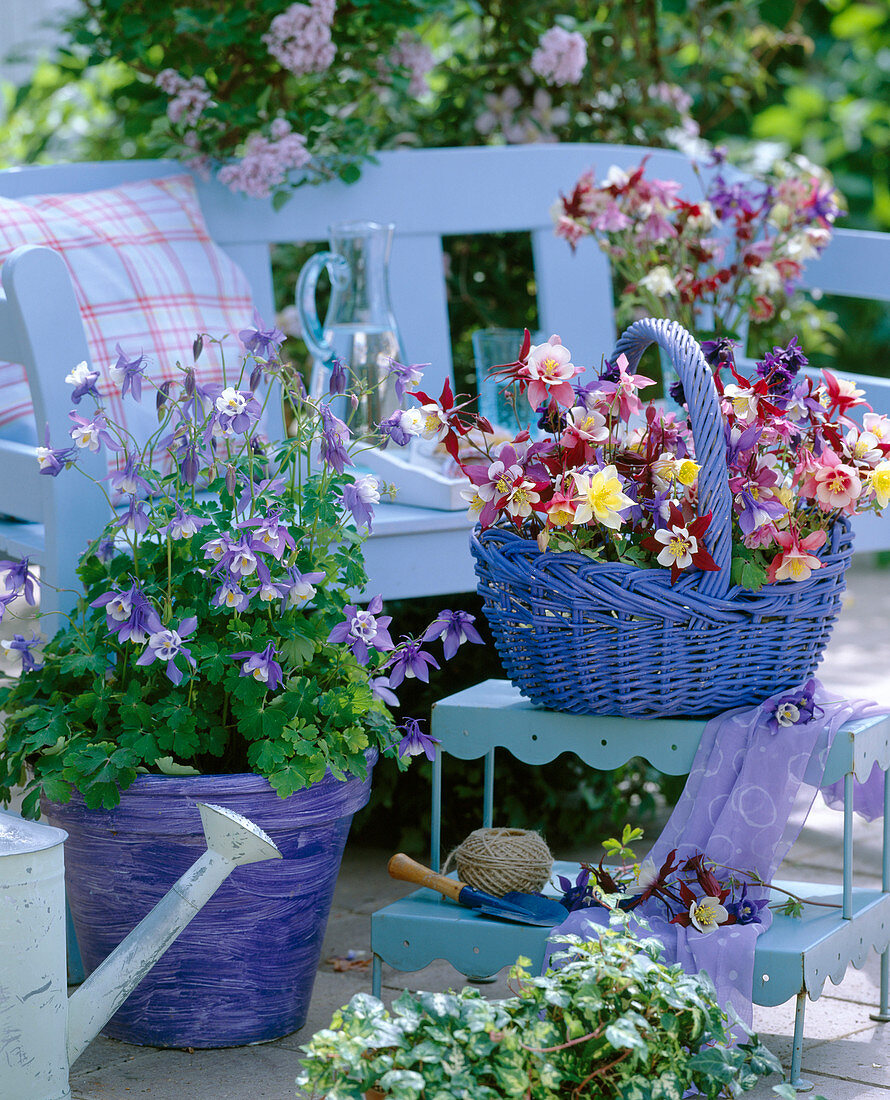 Aquilegia 'Spring Magic', ' Swan -Mix' (different columbines)