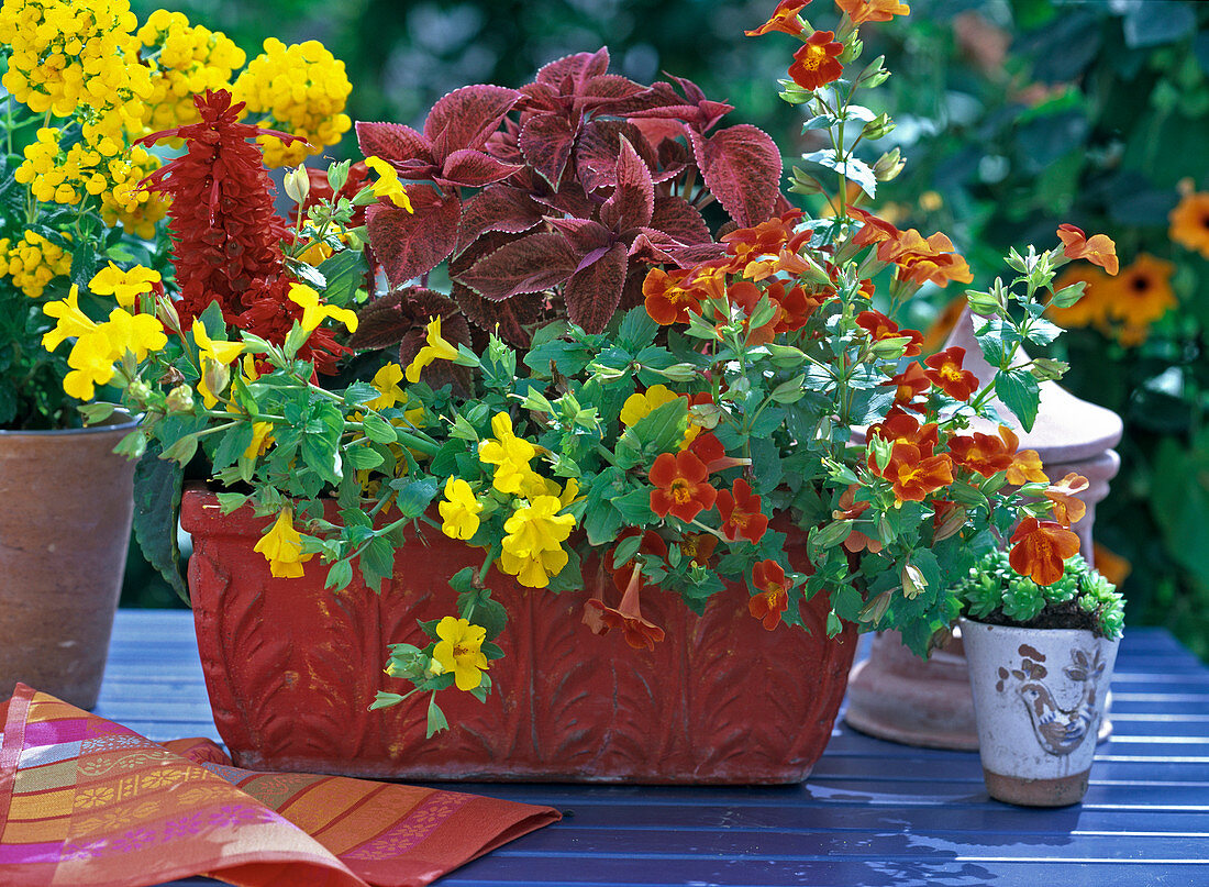 Mimulus luteus and cupreus (juggler's flowers), coleus (coloured nettle)