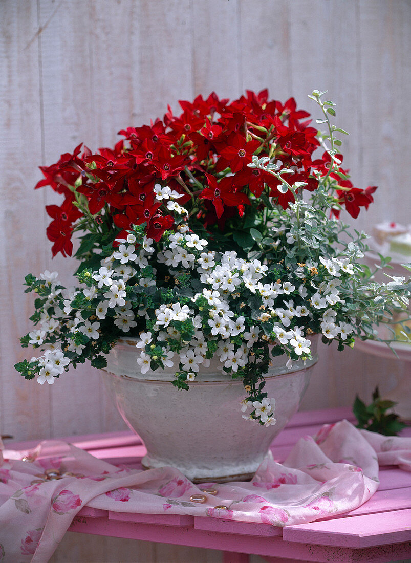 Nicotiana 'Tuxedo Red' (ornamental tobacco), Sutera (Bacopa) 'Mega White'