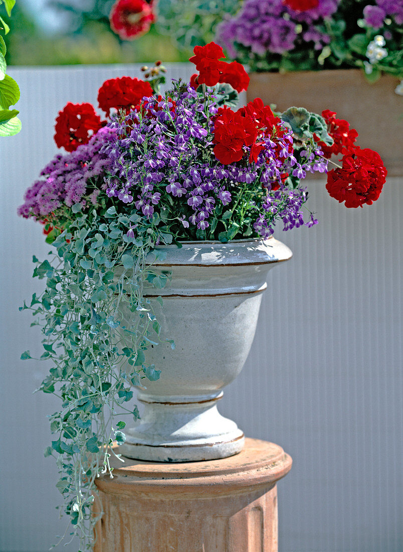 Pelargonium zonale 'Diabolo' (stehende Geranie), Lobelia' Big Blue'