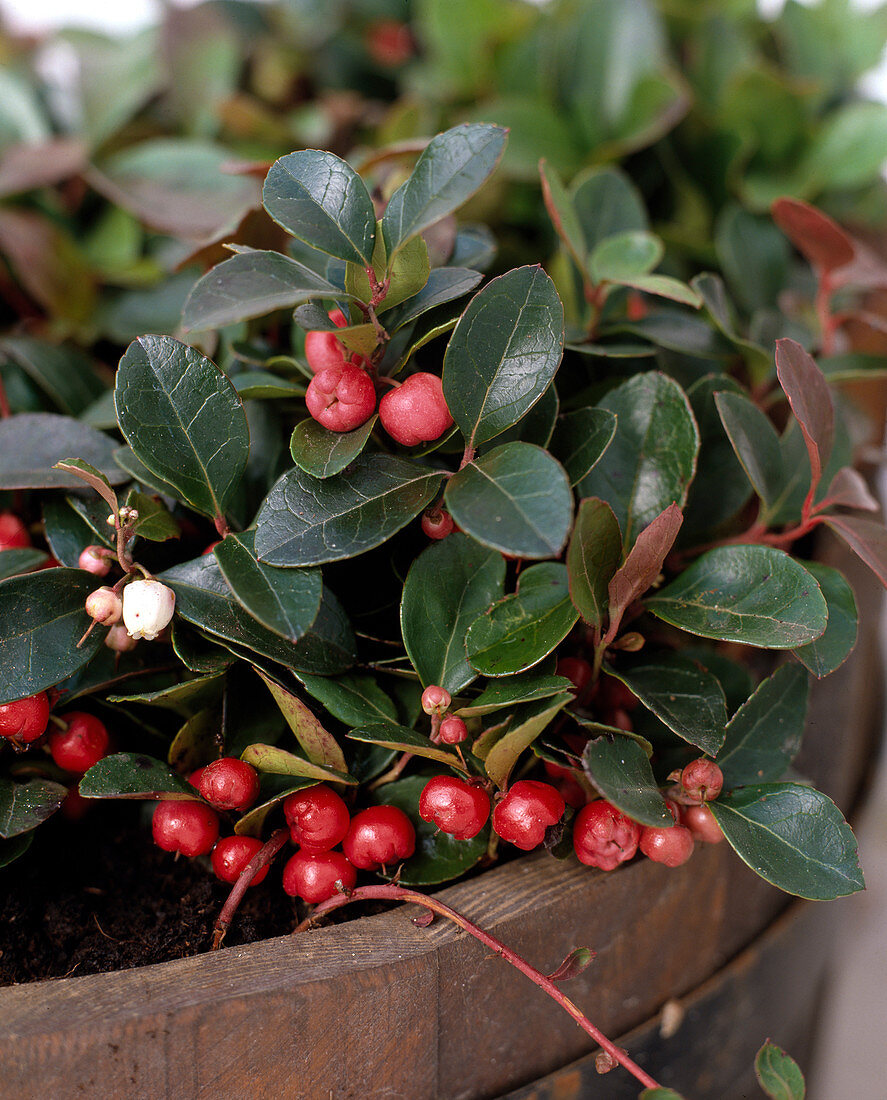 Gaultheria procumbens (wild berry)