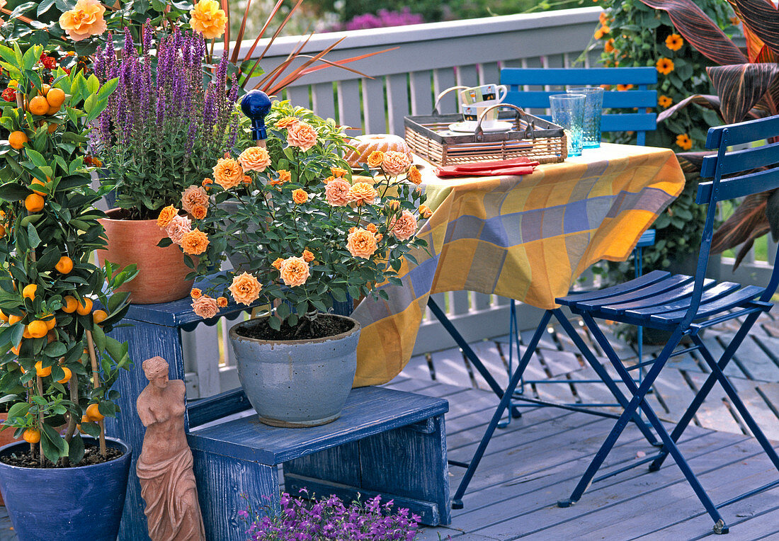 Rosa 'Clementine' (Dwarf Rose), Citrus mitis (Calamondin orange)