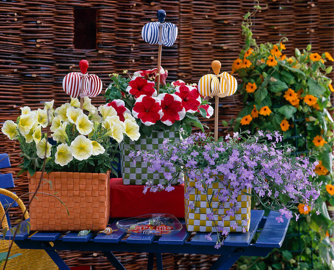 Petunia 'Vanilla' (Petunia),' Red Picotee' (Lobelia) (Männertreu)