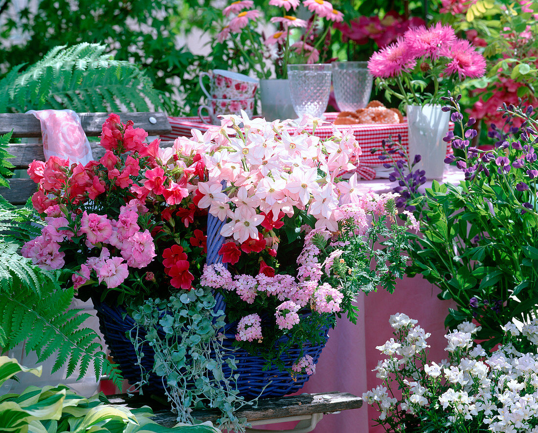 Nemesia 'Tuxedo Peach' (Ziertabak), Mimulus (Gauklerblume)