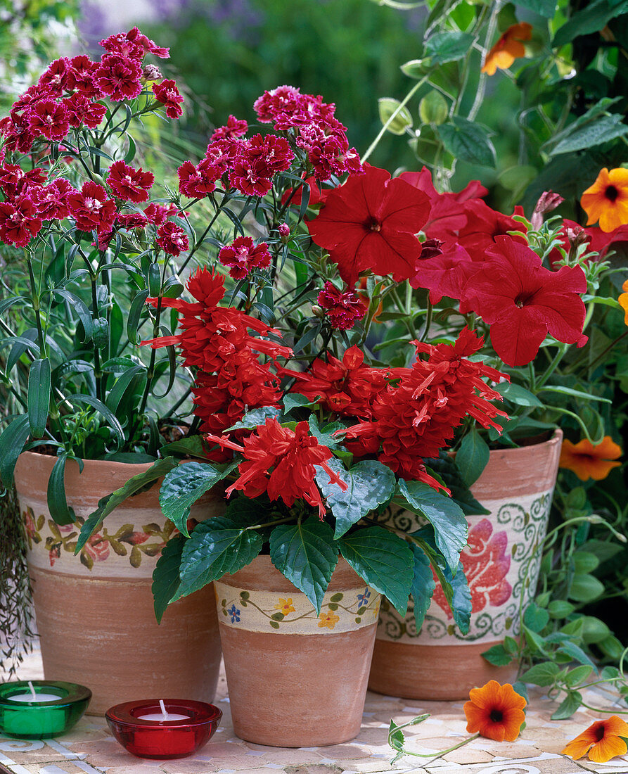 Salvia splendens (Feuersalbei), Petunia 'Dreams Red' (Petunie)